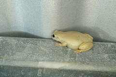 Litoria rubella