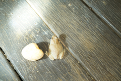 Litoria rubella