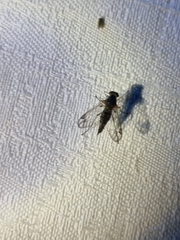 Chrysopilus