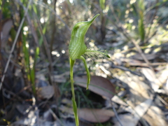 Pterostylis unicornis