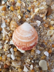 Glycymeris glycymeris