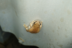 Litoria rubella