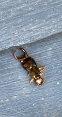 Forficula auricularia