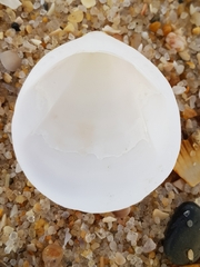 Glycymeris glycymeris