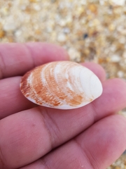 Glycymeris glycymeris