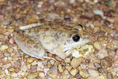 Litoria inermis
