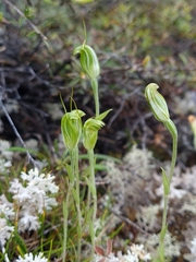 Pterostylis puberula