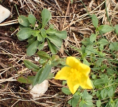 Helianthemum