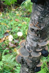 Daedaleopsis tricolor