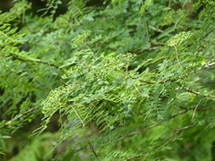 Zanthoxylum schinifolium