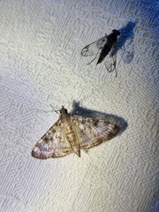 Dysallacta negatalis