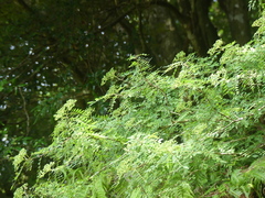 Zanthoxylum schinifolium