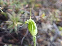 Pterostylis puberula