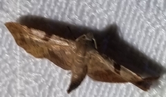 Thyrididae