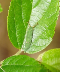 Hestina assimilis