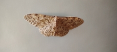Idaea cervantaria