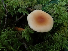 Lactarius subdulcis