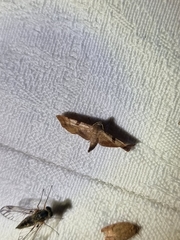 Thyrididae