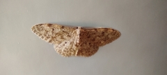 Idaea cervantaria