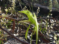 Pterostylis unicornis