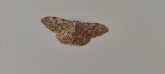 Idaea cervantaria