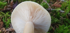 Lactarius subdulcis