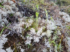Pterostylis puberula