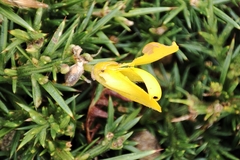 Ulex gallii