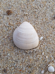 Laevicardium crassum