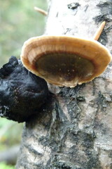 Daedaleopsis tricolor