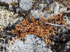 Sphaerophorus fragilis