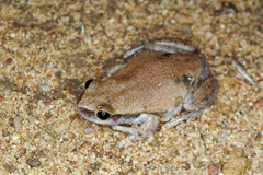 Litoria rubella
