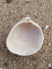 Laevicardium crassum