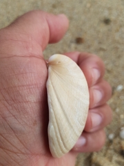 Laevicardium crassum