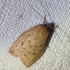 Oecophorinae