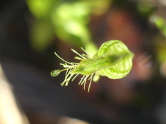 Pterostylis unicornis