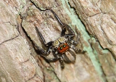 Plexippus setipes