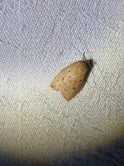 Oecophorinae