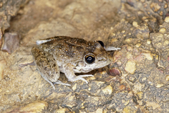 Litoria inermis