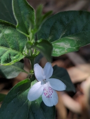 Pseuderanthemum