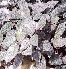 Hemigraphis alternata