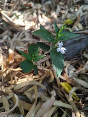 Pseuderanthemum