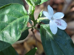 Pseuderanthemum