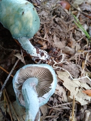 Stropharia caerulea