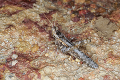 Pycnostictus seriatus