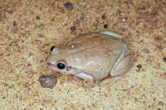Litoria rubella