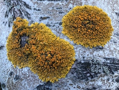 Xanthoria parietina