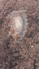 Hydatina physis