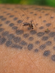 Aedes scapularis