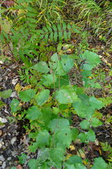 Betula platyphylla